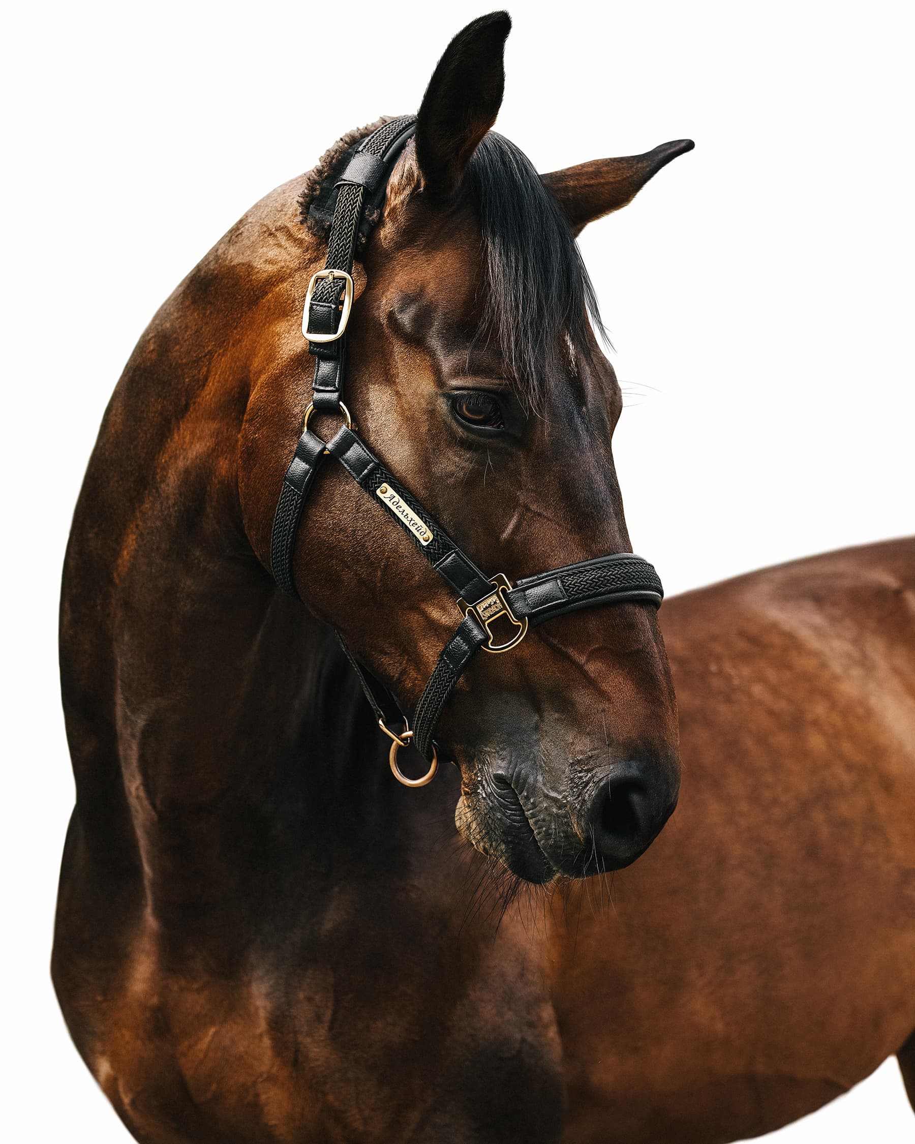 Конные портреты