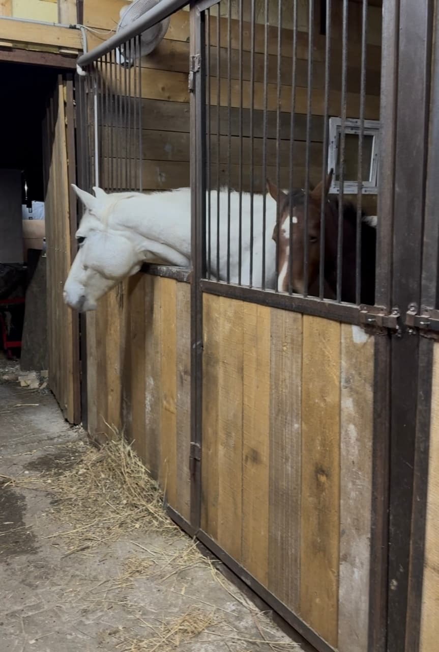 Постой для лошади