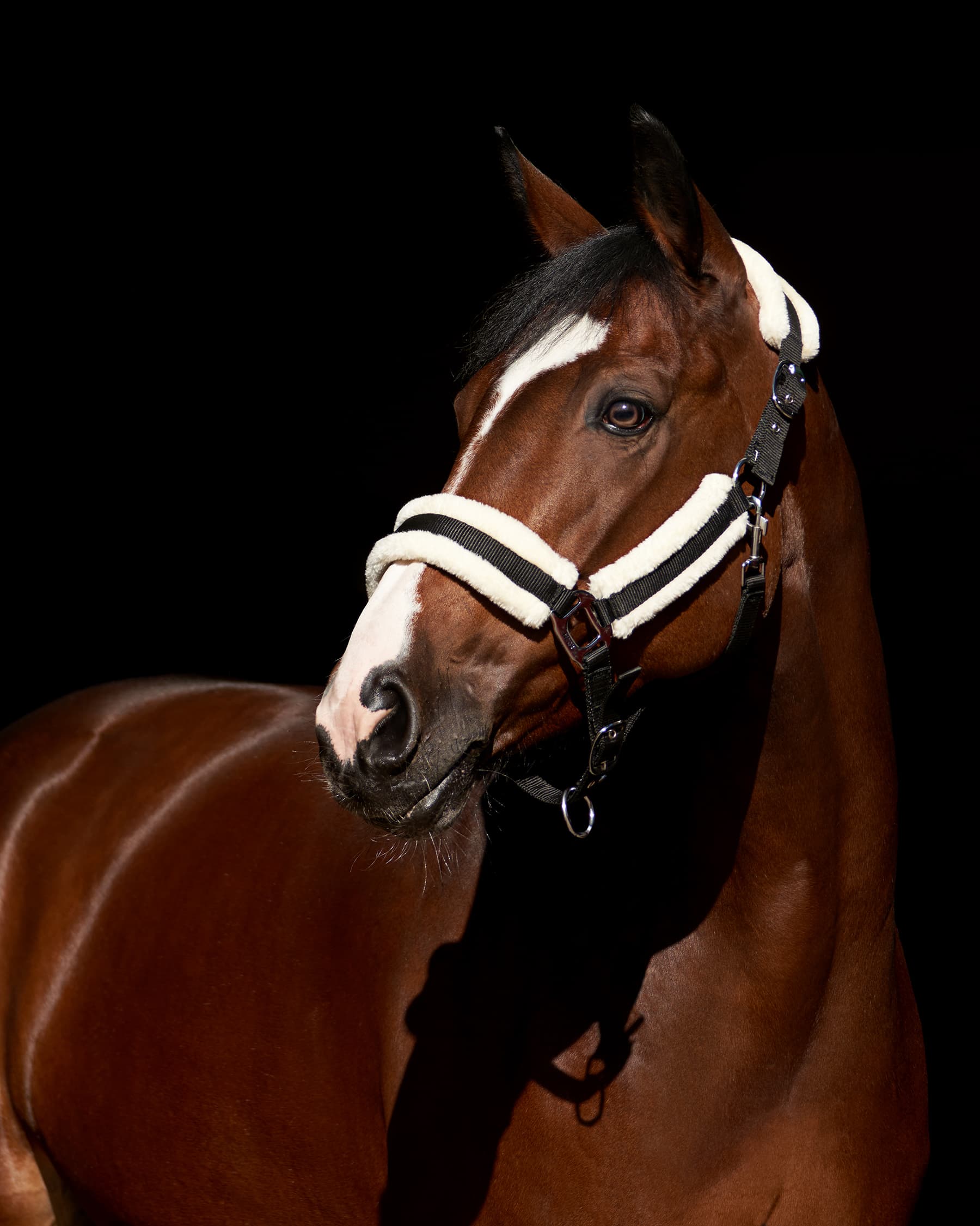 Фото и видеосъемка для продажи лошади