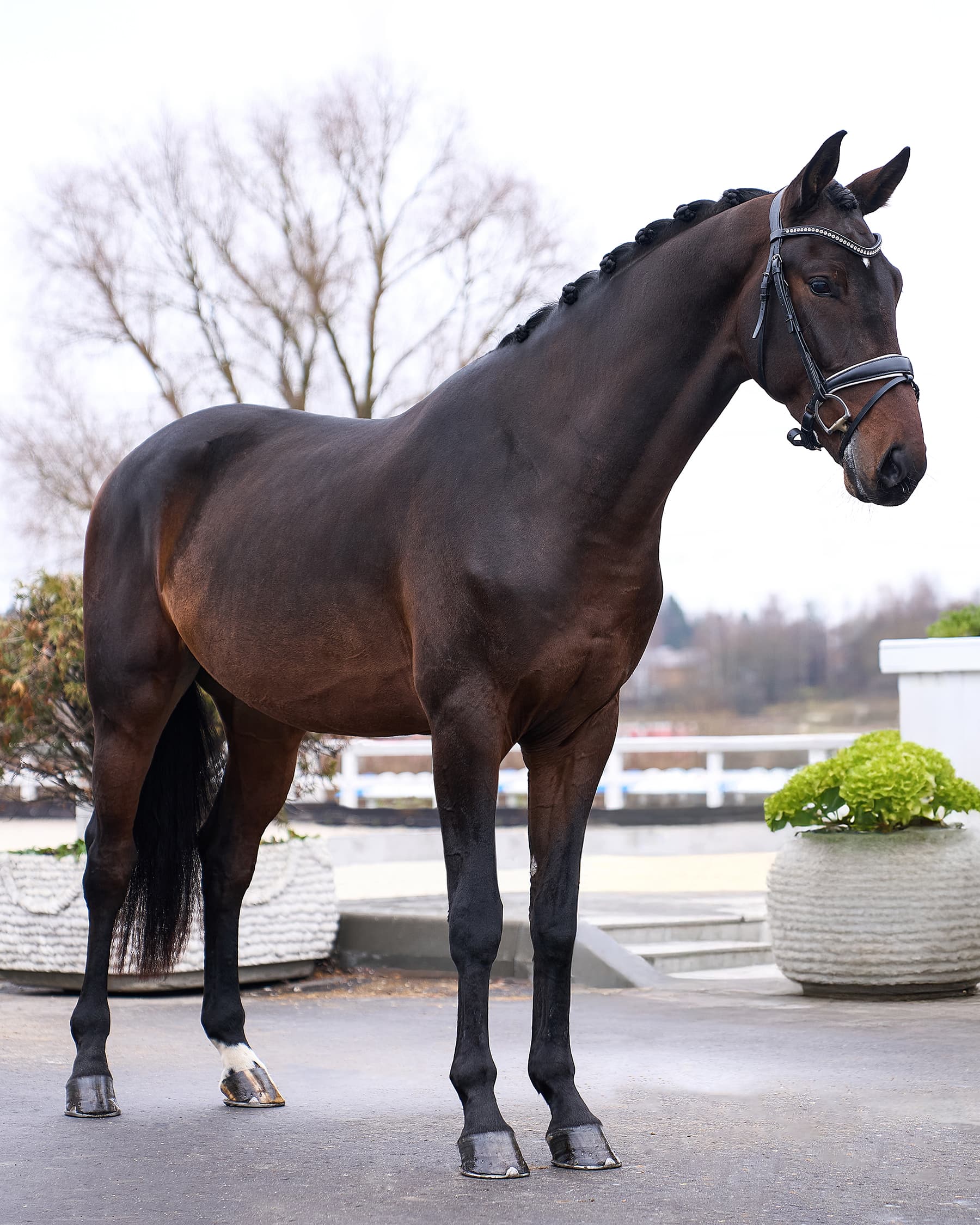 Фото для продажи лошади