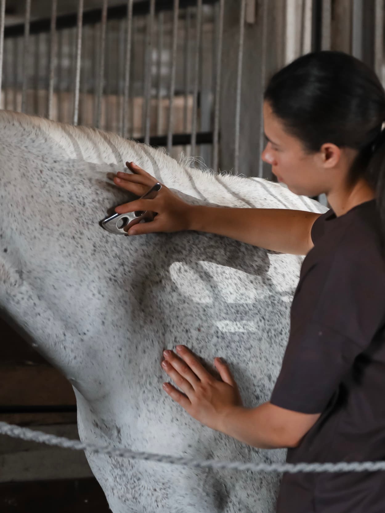 Массаж для лошади