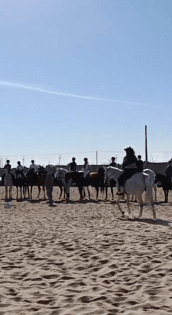 Услуги по организации региональных соревнований
working equitation